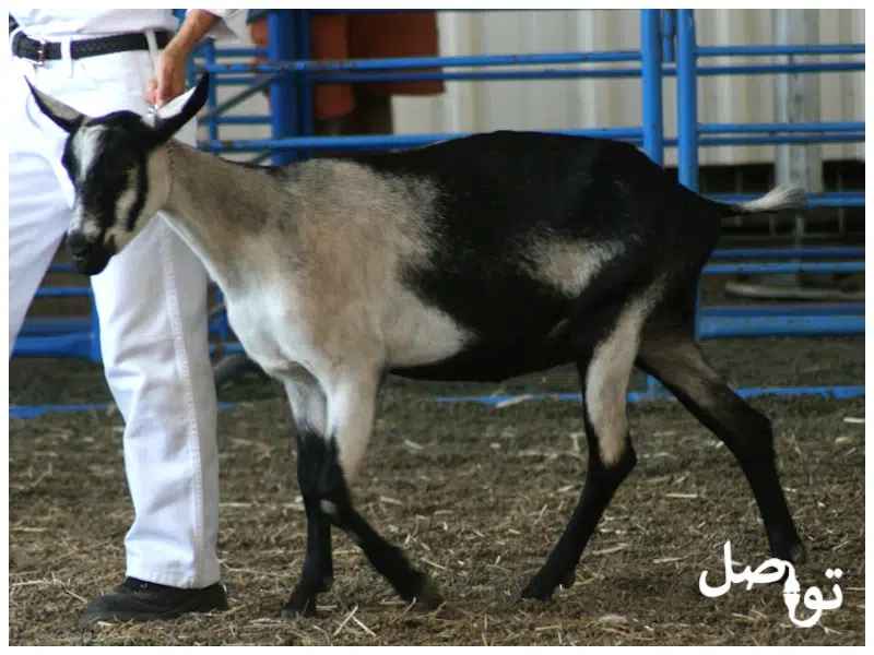 ماعز الألبين دراسة شاملة لهذه السلالة الفريدة من نوعها تواصل