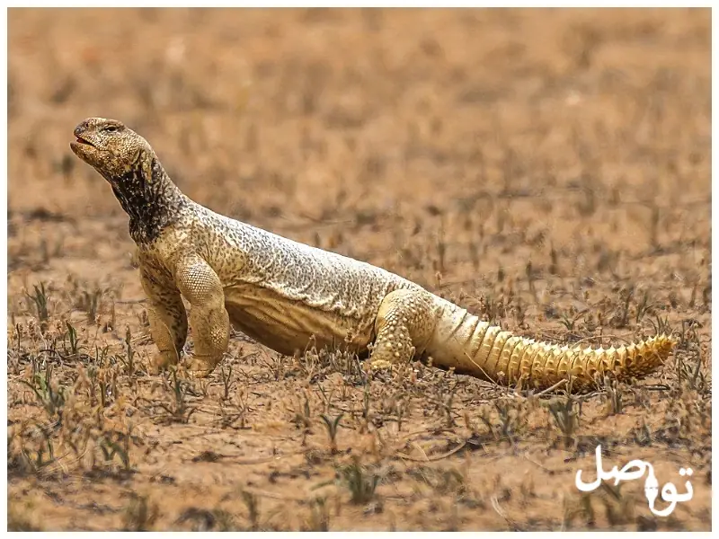 Гуштерот: Дознајте за легендарното пустинско животно и неговите мистериозни тајни - Продолжи