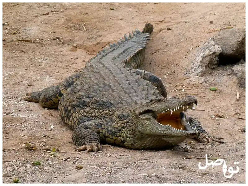 أكبر-حيوانات
