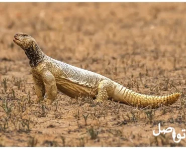 الضب: تعرف على حيوان الصحراء الأسطوري وأسراره الغامضة