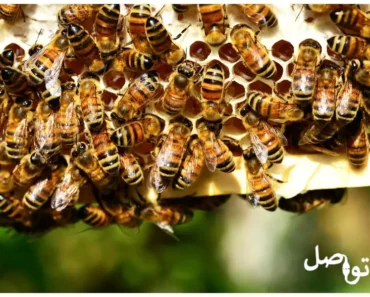 كيفية تربية النحل .. تعرف على الأسرار الكاملة
