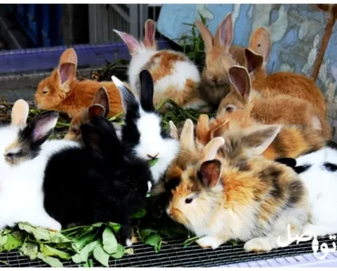 معلومات مهمة و مفيدة عن تربية الأرانب