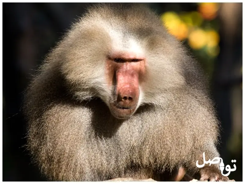 قرد-البابون