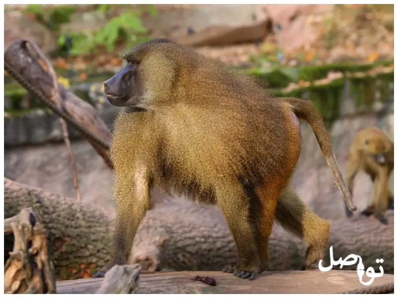 قرد-البابون