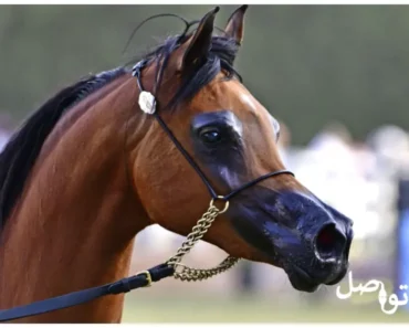 سحر الخيل العربي: تعرف على هذا النوع الفريد من الخيول (مع الصور)