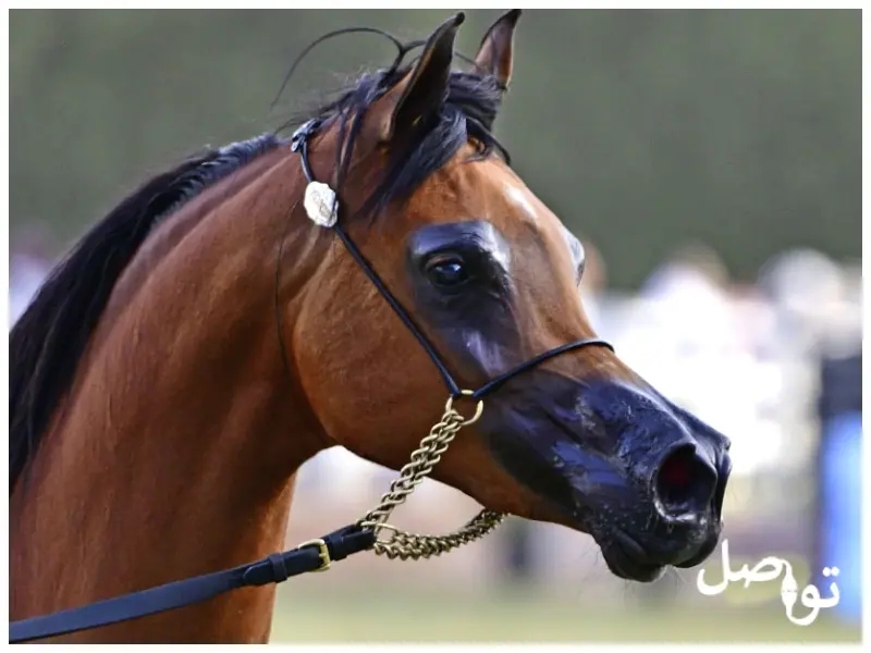 خيول-عربية-اصيلة