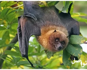 إكتشف 5 حقائق رائعة عن الخفافيش قد لا تعرفها