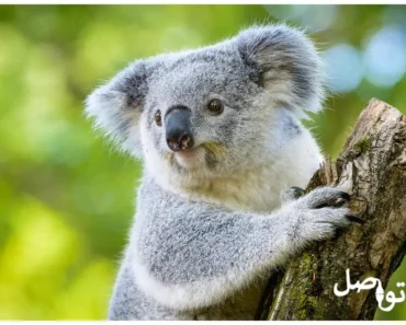 إكتشف 10 حقائق مثير للإهتمام عن حيوان الكوالا وعلاقته مع النوم