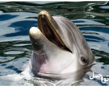 حقائق ممتعة عن الدلافين: تعرف على أكثر المخلوقات جاذبية في المحيط