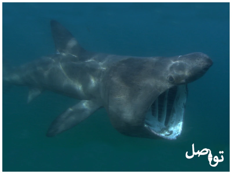 إليك 10 أنواع القروش الأكثر خطورة وتنوعًا في المحيطات (مع الصور) - تواصل