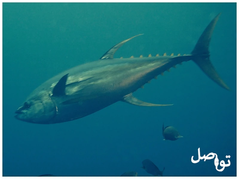 سمكة-التونة