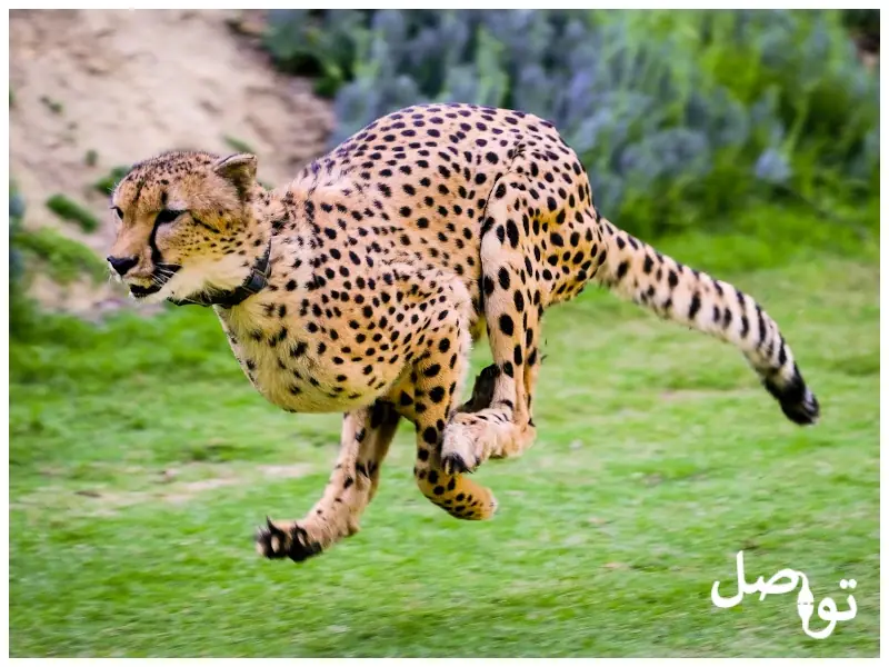 الفهد
