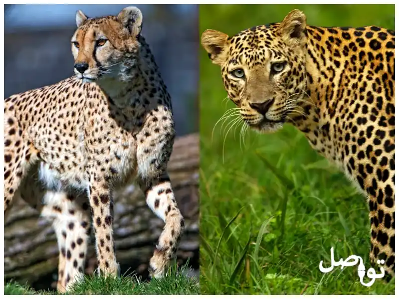 الفهد