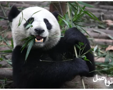 كل ما تريد معرفته عن الباندا: التغذية والسلوك والعادات اليومية