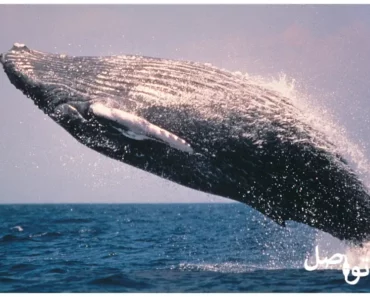 أسرار الحوت الاحدب: العمر، التكيف، الهجرة، والمزيد من المعلومات الغريبة