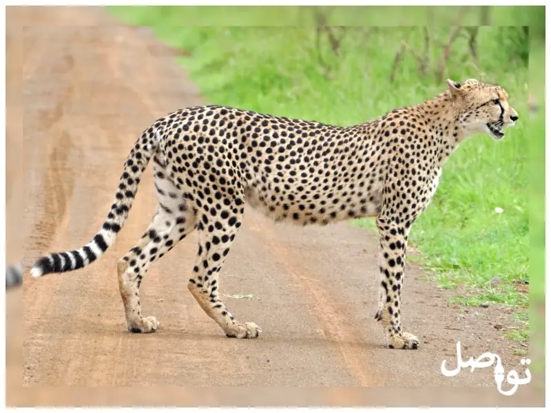 الفهد