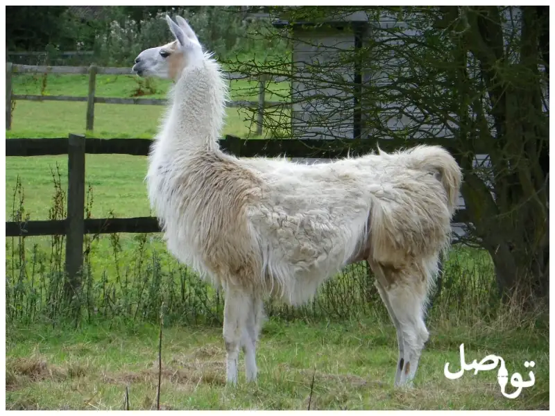 ما-هو-حيوان-اللاما