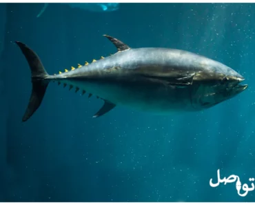 إكتشف كل المعلومات المهمة عن سمكة التونة