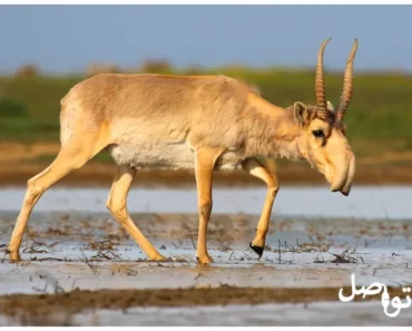 الحيوانات الصحراوية: إكتشف أفضل 10 حيوانات تعيش في الصحراء