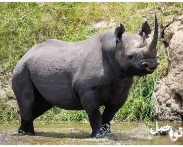 وحيد القرن وأنواعه: 10 حقائق مدهشة تحتاج إلى معرفتها