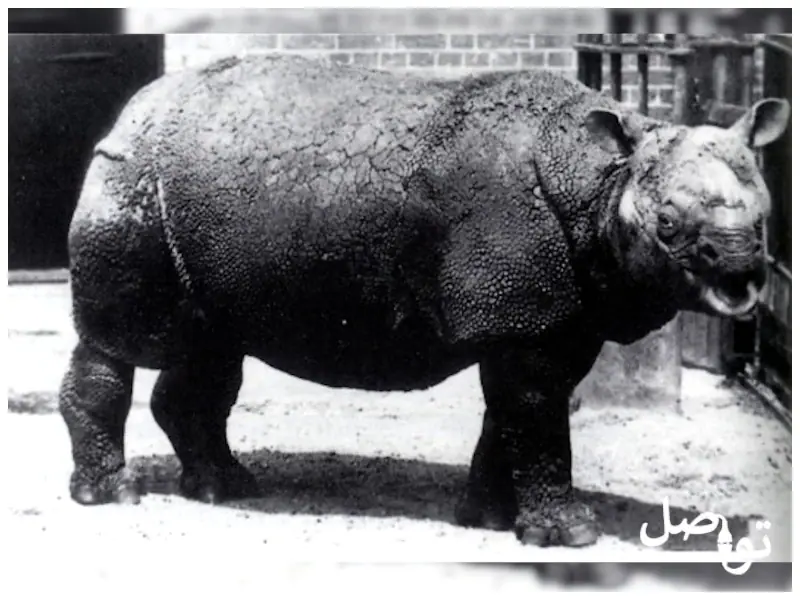 وحيد-القرن