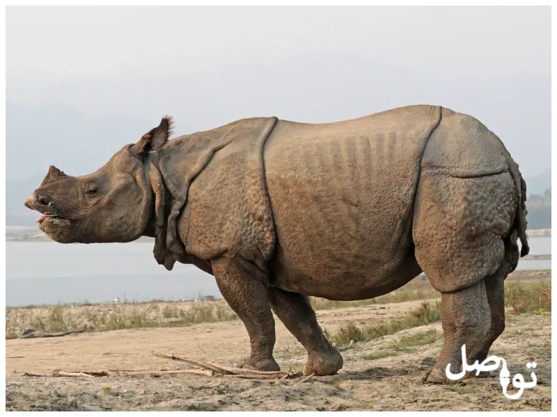 وحيد-القرن