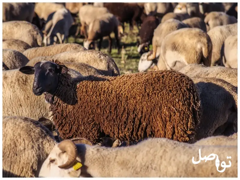 دراسة-جدوى-تربية-الاغنام