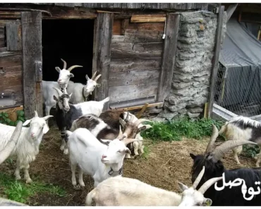 تربية الماعز في البيت: دليل شامل للحصول على لحم وحليب طازجين ودخل مادي