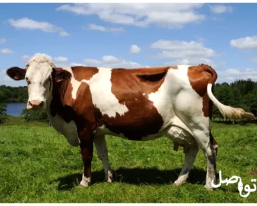 إكتشف 10 انواع البقر الأكثر إنتاجا للحليب في العالم