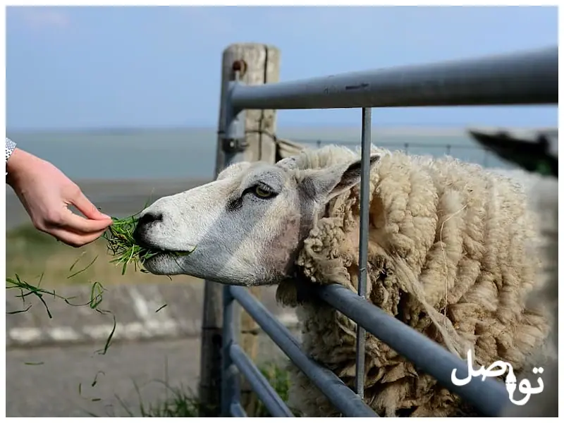 فوائد-تربية-الأغنام