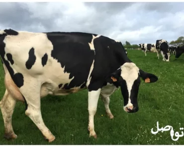 تربية الأبقار الحلوب: العوامل المؤثرة والحلول الممكنة لزيادة إنتاج الحليب