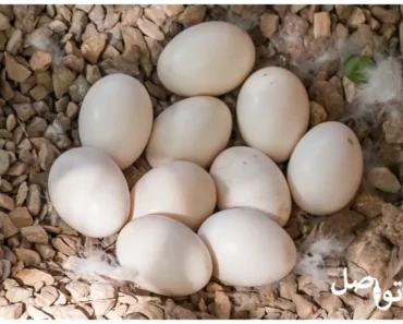إكتشف فوائد بيض البط العجيبة وكيف يمكن أن يحسن صحتك!