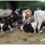تربية الأبقار للمبتدئين: دليلك الشامل للنجاح .. كل ما تحتاج معرفته