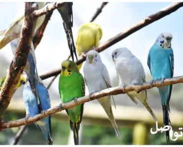تربية الطيور: دليل شامل للهواة والمبتدئين