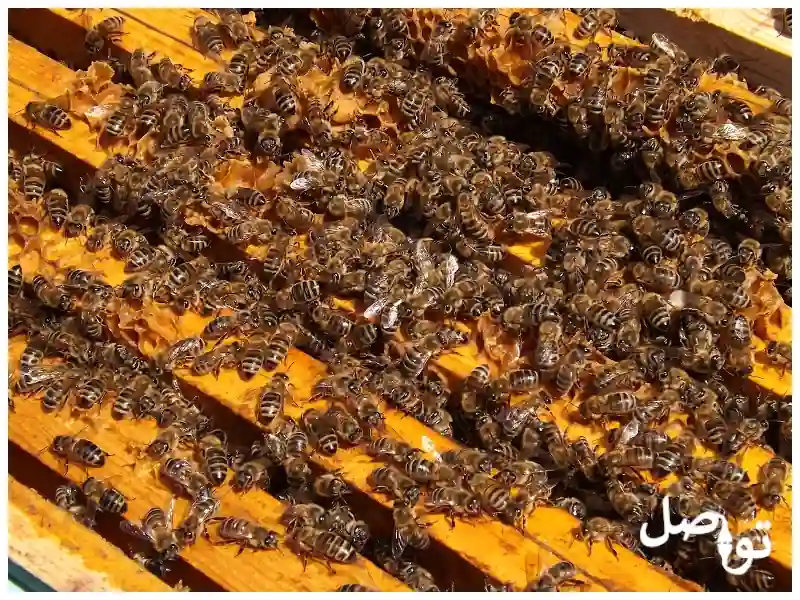 مشروع-تربية-النحل