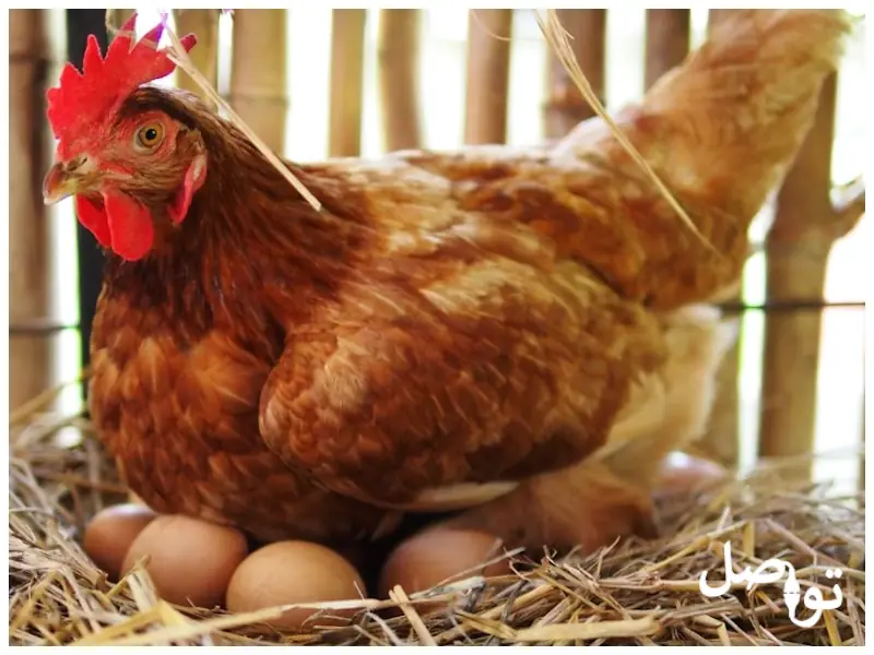 فوائد-بيض-الدجاج