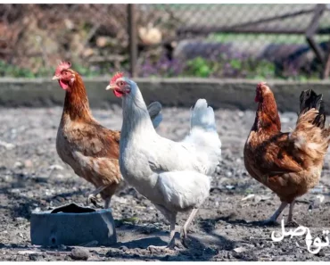 مشروع تربية الدجاج: أهم ما تحتاج معرفته .. البداية الناجحة لأعمالك الخاصة