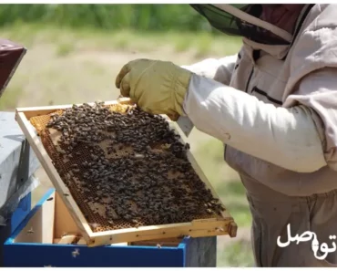 مشروع تربية النحل: تعرف على الطرق الصحيحة لبدء هذا المشروع