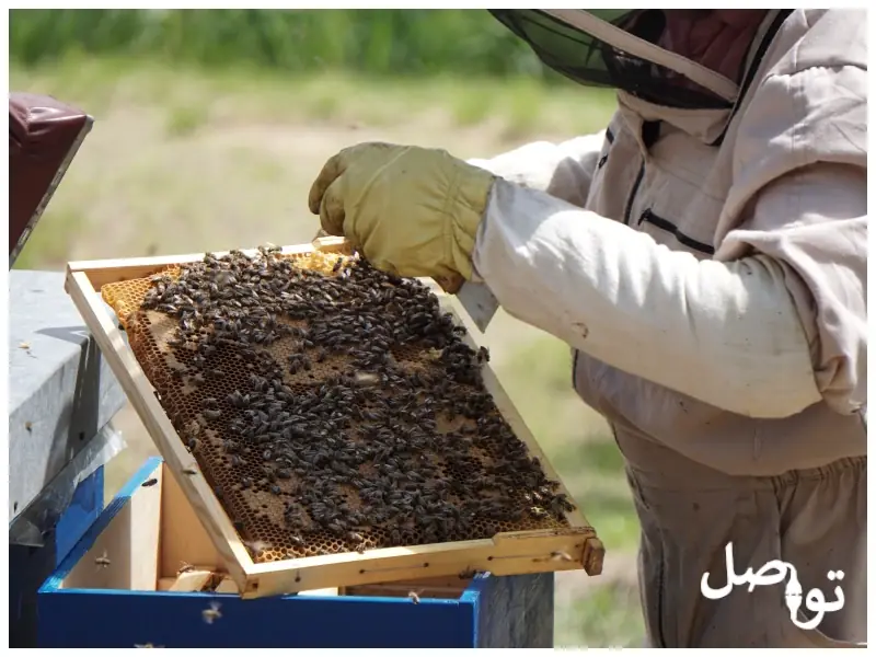 تربية-النحل