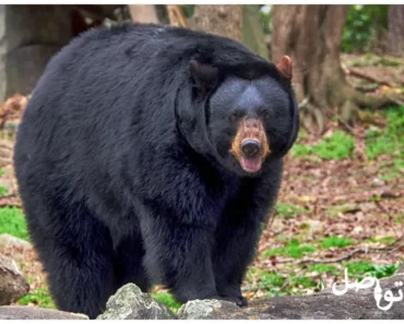 الدب الأسود: كيفية التعرف عليه، أماكن العثور عليه، وماذا تفعل إذا واجهت واحدًا