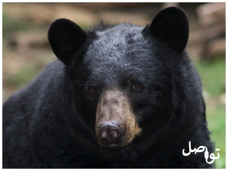 الدب-الأسود
