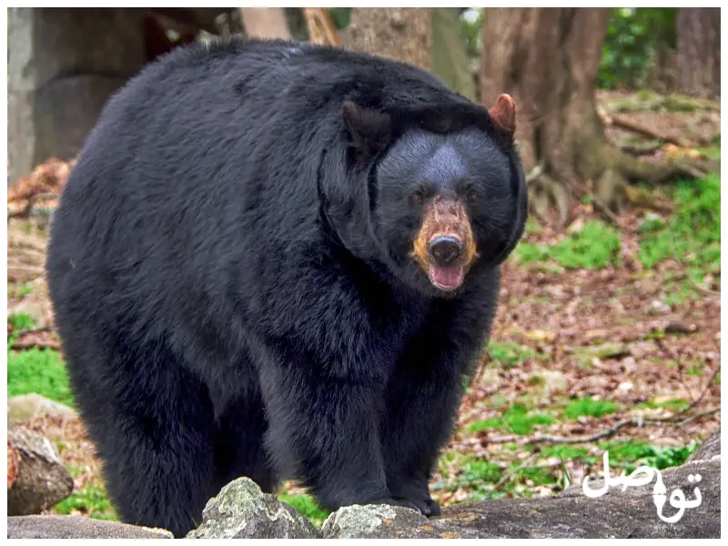 الدب-الأسود-الأمريكي