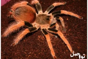 تعرف على اكبر 10 انواع العناكب في العالم