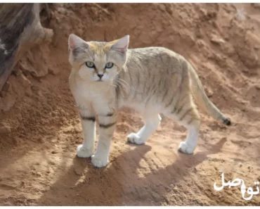 قط الرمال: اكتشف حياة وعادات هذا المخلوق الغامض في عالم الصحراء
