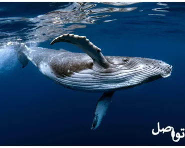 11 حقيقة عن الحوت الأزرق، أكبر الكائنات الحية على وجه الأرض