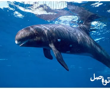 الحوت القاتل القزم: تعرف على هذا الكائن البحري الغامض
