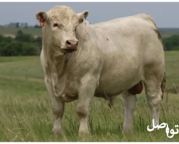 أفضل 5 أنواع الأبقار لإنتاج اللحوم