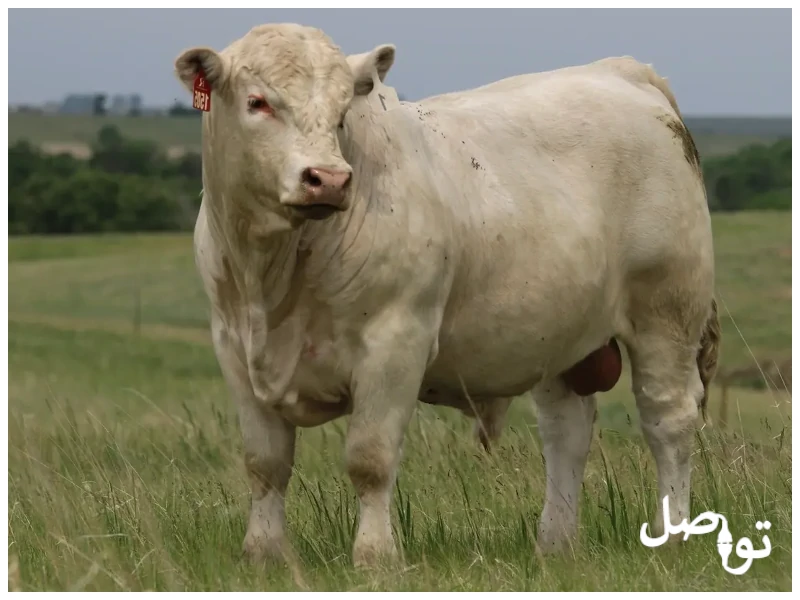 أفضل-أنواع-الأبقار-لإنتاج-اللحوم