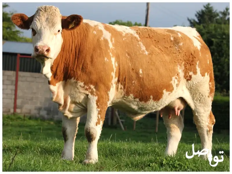أنواع-الأبقار
