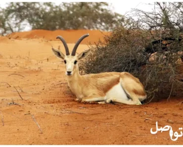 غزال الريم: تعرف على حيوان الصحراء المميز وجهود الحفاظ عليه